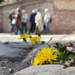 Fotograferen met de smartphone