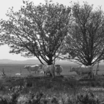 Landschap Zomerschool